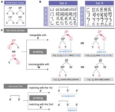 Exploring the neurobiology of Merge at a basic level: insights from a novel artificial grammar paradigm